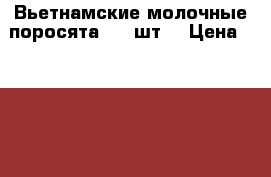 Вьетнамские молочные поросята. 20 шт. › Цена ­ 2 000 - Воронежская обл., Грибановский р-н, Грибановский рп Животные и растения » Другие животные   